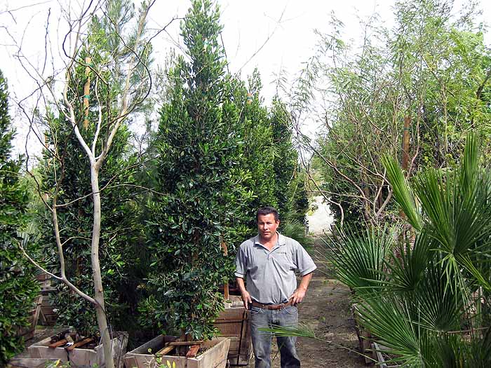 Ficus nitida